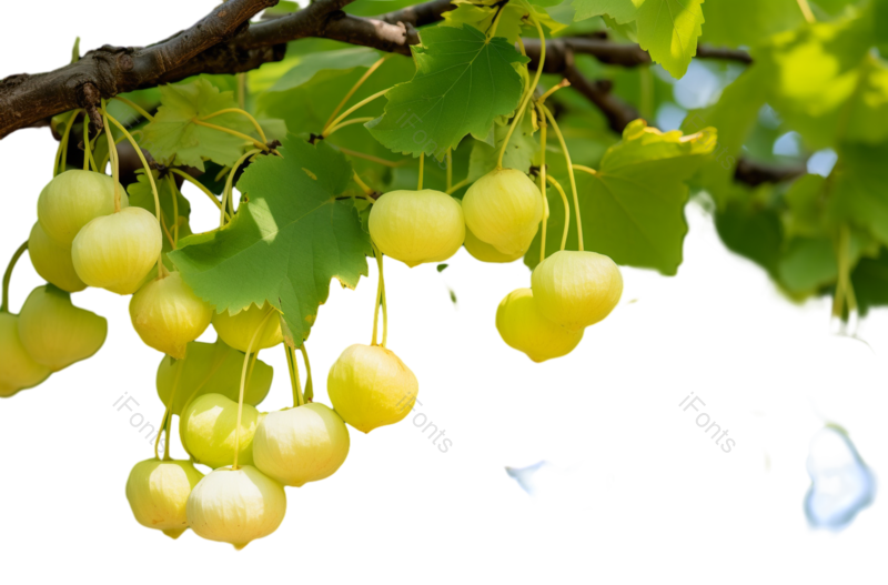 叶子图片,清新元素,健康食物PNG,水果免抠素材